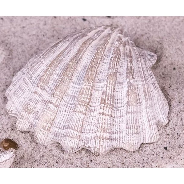 Strandskaller/Muslingeskal, antik hvid til dekoration